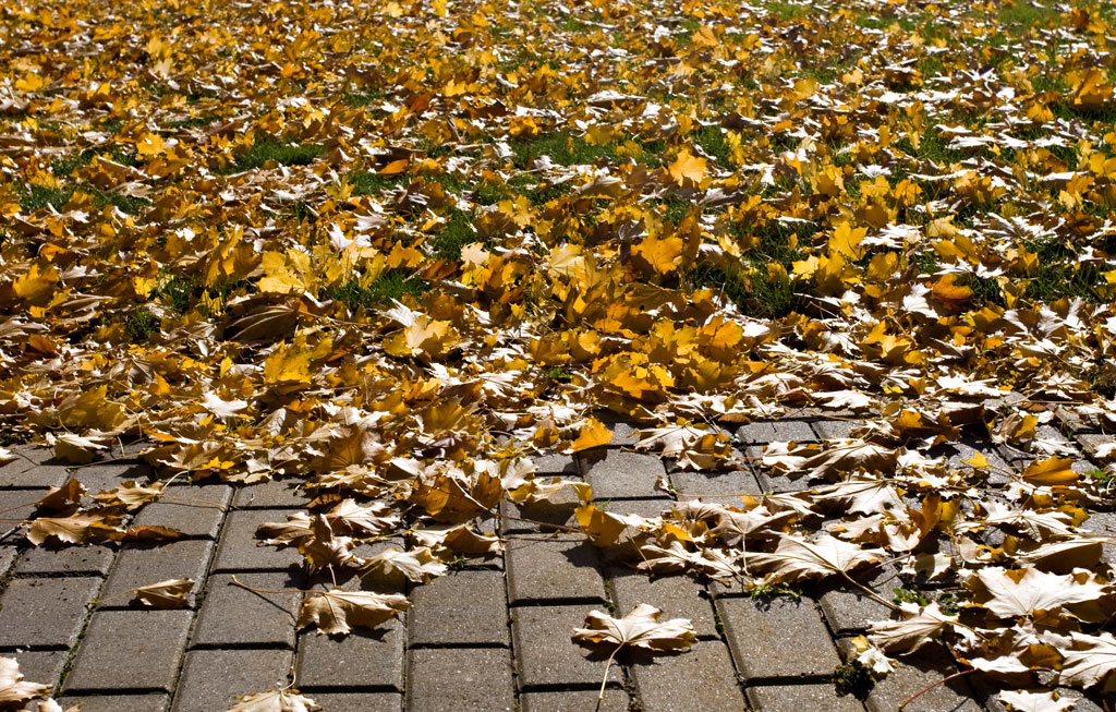Rudens