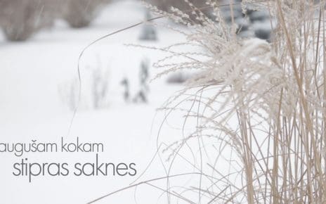 Vējā augušam kokam stipras saknes