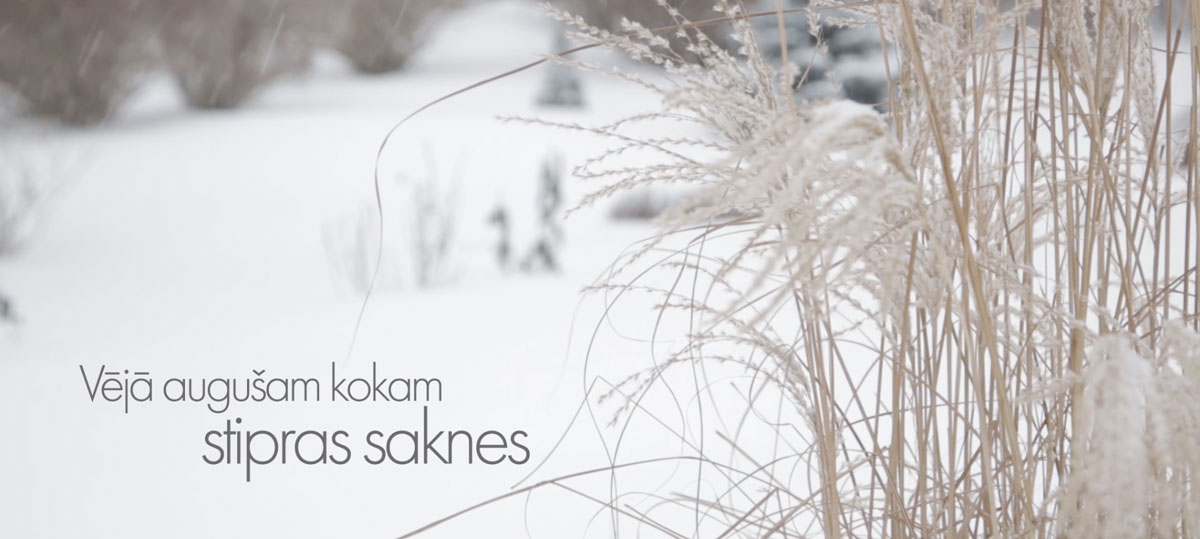 Vējā augušam kokam stipras saknes