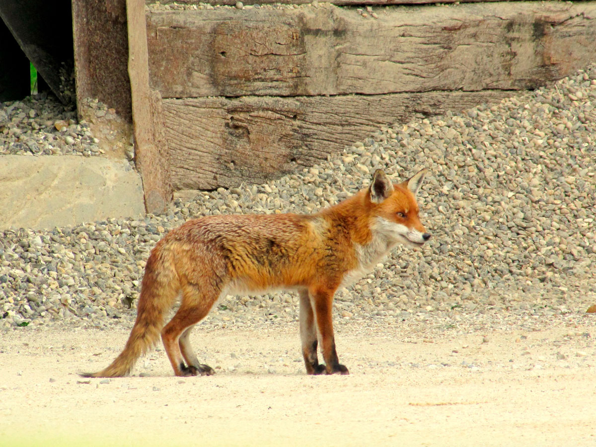 Lapsa pludmalē