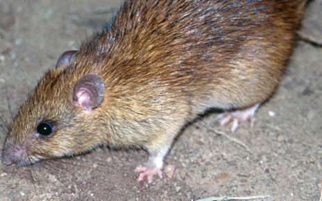 black rat