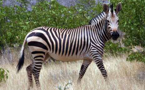 zebra