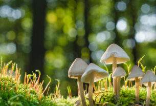 Mushrooms
