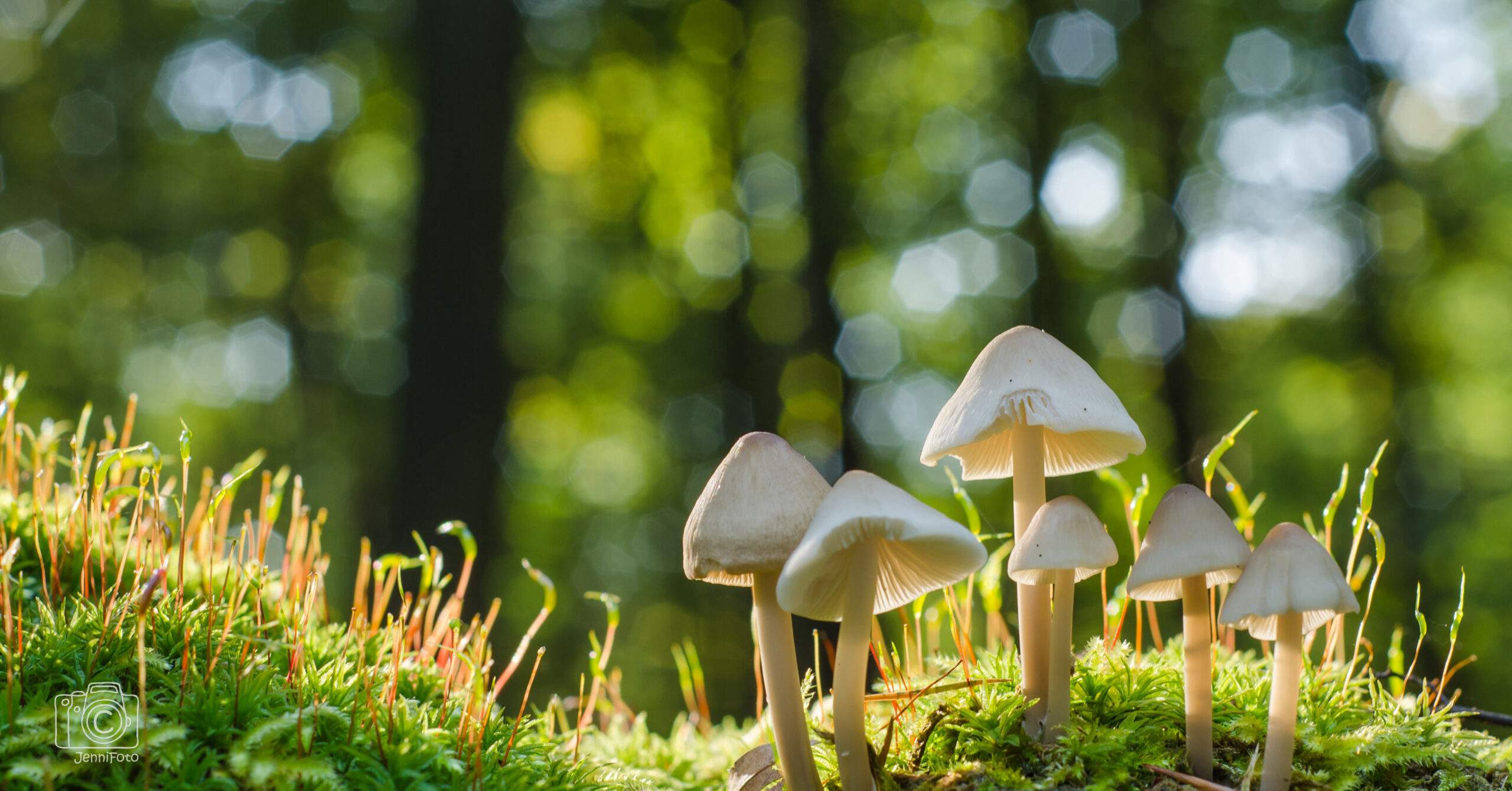 Mushrooms